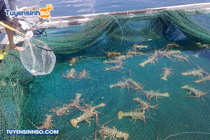 Ngành Nuôi trồng thủy sản